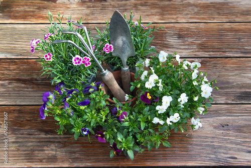 Rake and gardening shovel amidst potted flowers on wet wooden table after rain