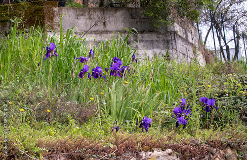 violet iris in a garden in summer time