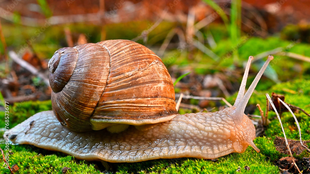 Snail leisurely crawls on the grass in the forest, Aug 2023 Snail leisurely crawls on the grass in the forest, Aug 2023