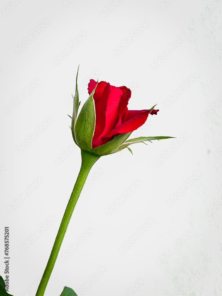 Red Baccara Rose plant,very rich color petal contrast with green leaf and stem, Red Baccara Rose plant,very rich color petal contrast with green leaf and stem,