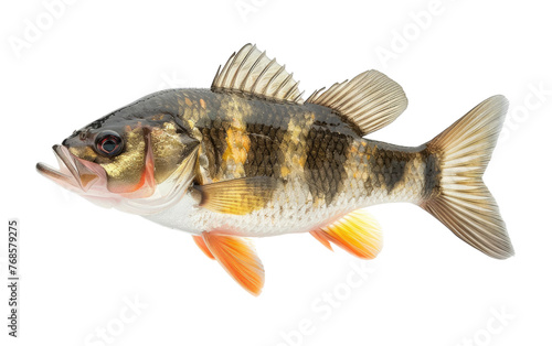 Discovering the Charm of the Perch Fish isolated on transparent Background