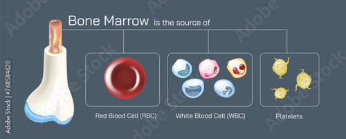 Bone marrow is a spongy substance found in the center of the bones. Bone marrow makes stem cells, which produce platelets and white and red blood cells. vector illustration. photo