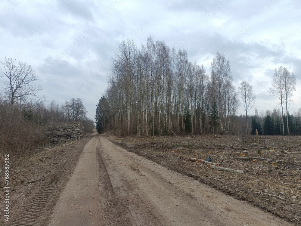 Road in forest in Siauliai county during cloudy early spring day. Oak and birch tree woodland. cloudy day with white clouds in blue sky. Bushes are growing in woods. Sandy road. Nature. Miskas.	