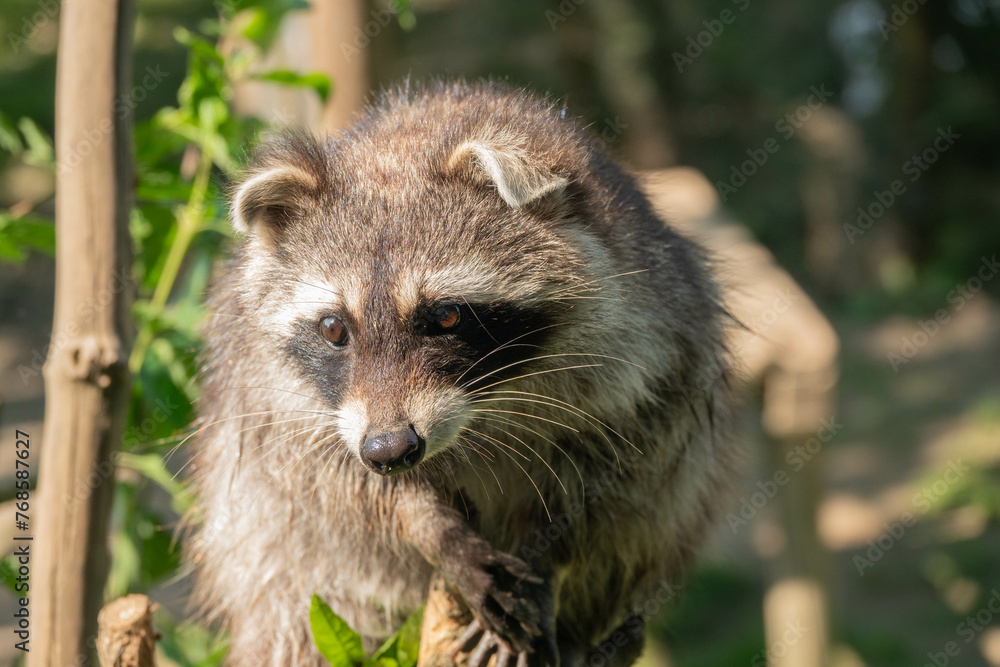 Waschbär genießt die Sonnenstrahlen