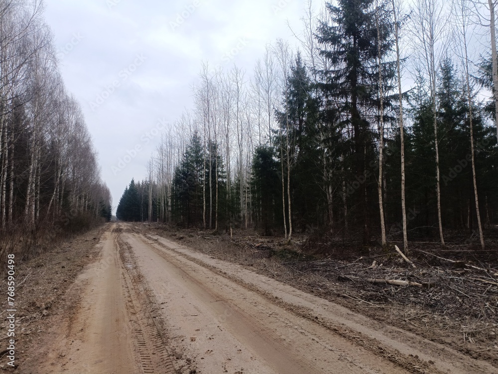 Road in forest in Siauliai county during cloudy early spring day. Oak and birch tree woodland. cloudy day with white clouds in blue sky. Bushes are growing in woods. Sandy road. Nature. Miskas. Road in forest in Siauliai county during cloudy early spring day. Oak and birch tree woodland. cloudy day with white clouds in blue sky. Bushes are growing in woods. Sandy road. Nature. Miskas.