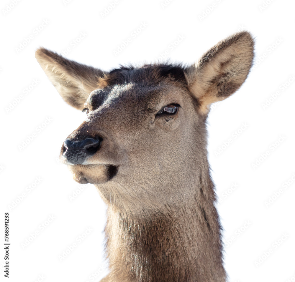 Portrait of a female deer isolated on a white background