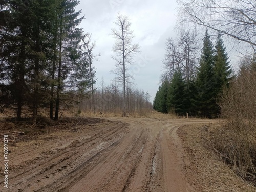 Road in forest in Siauliai county during cloudy early spring day. Oak and birch tree woodland. cloudy day with white clouds in blue sky. Bushes are growing in woods. Sandy road. Nature. Miskas. 