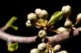 Opened cherry bud in spring isolated on black background. Macro