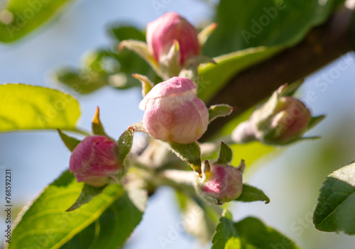 Flowers on an apple tree in spring. Close-up