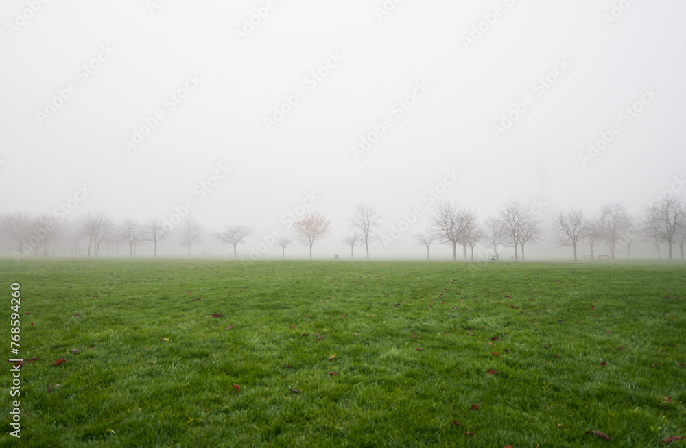 Foggy green field. Row of tree silhouettes in the background. Autumn morning, low visibility.