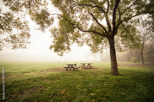 A Foggy Morning in the Park. Two picnic trees under a big tree near a glade. Field covered in fog in the background.