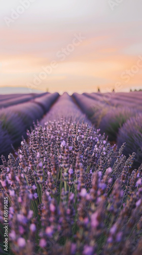 A serene image showcasing lavender fields with a beautiful sunset in the background  giving a tranquil and calming effect