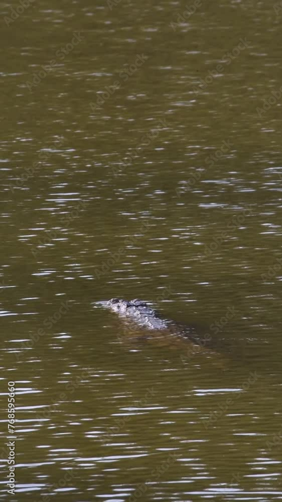 A crocodile silently traverses while swimming half submerged across a muddy lake.