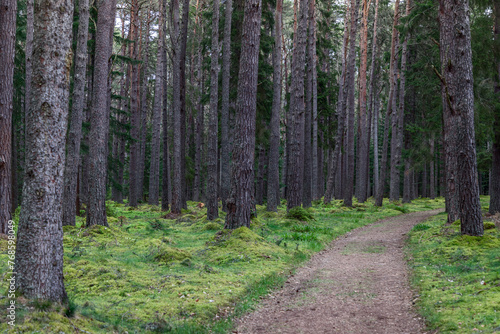 A winding path through a dense Scottish pine forest, inviting exploration. The path is flanked by towering pine trees and a vibrant underlayer of green moss