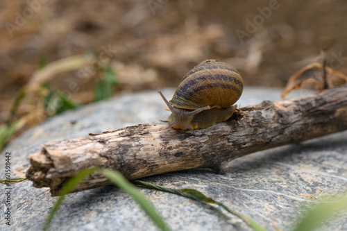 Close up of a common brown garden snail 3