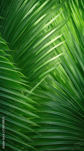 The spiked leaves of a small palm tree in the foreground with the background illuminated by the midday sun.