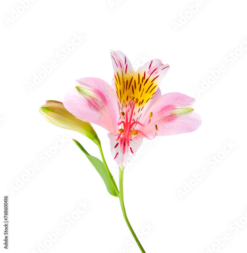 Pink flower of Alstroemeria  isolated on white background