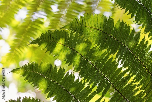 Texture of fresh green fern leaves in the torpical rainforest. photo
