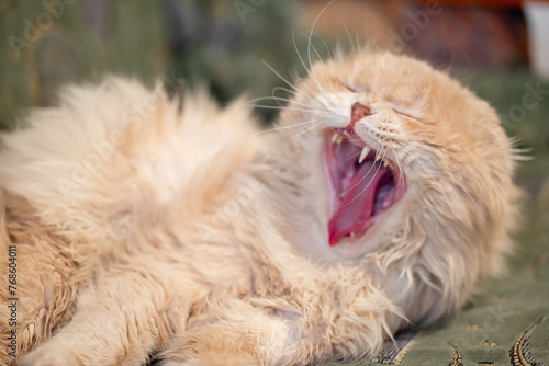 Purebread light red cat yawning lying on sofa, close up. Funny pet resting in the house, calm and careless life of home cats photo