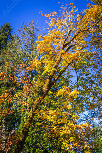 Fototapeta Naklejka Na Ścianę i Meble -  Bainbridge Island Japanese American Exclusion Memorial