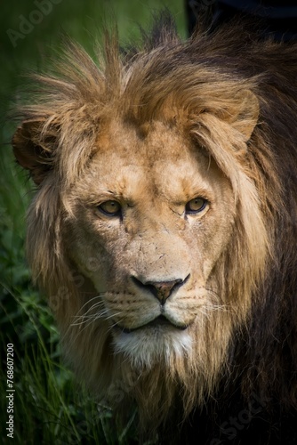 Portrait of a male lion in front of a green background