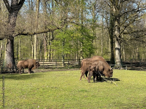 Büffel im Oberwald photo