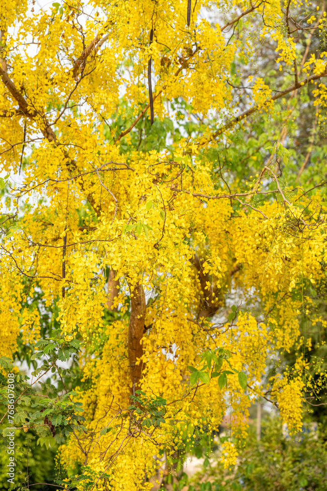 Golden shower flower or Indian Laburnu, Cassia fistula on Golden shower tree. Golden shower flower or Indian Laburnu, Cassia fistula on Golden shower tree.