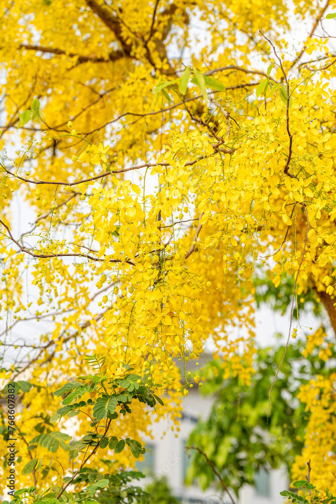 Golden shower flower or Indian Laburnu, Cassia fistula on Golden shower tree. Golden shower flower or Indian Laburnu, Cassia fistula on Golden shower tree.
