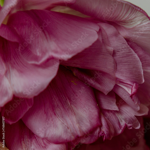 pink rose petals