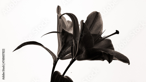black and white flower