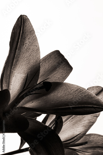 black and white lily