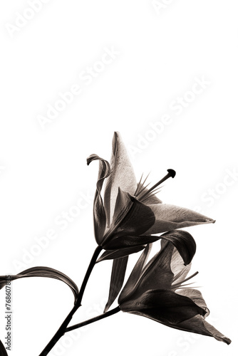 black and white lily flower