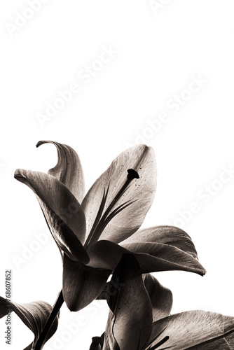 white lily flower