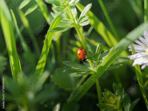 on a sunny day there is a ladybug on a green plant