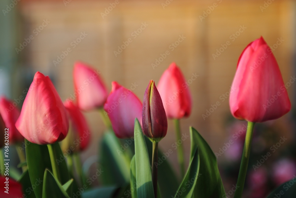 Naklejka premium UK Garden tulips