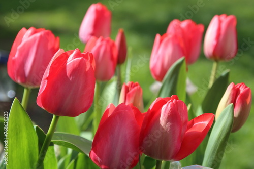 UK Garden tulips