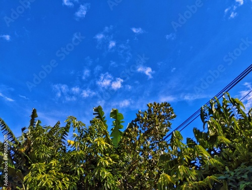 Green nature view of tree with blue sky background