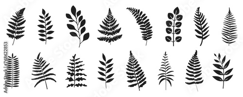 Fern vector illustration. Wild plant leaves hand drawn black on white background. Forest branch silhouette. photo
