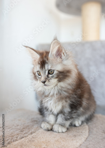 cute Maine Coon kitten on a light background