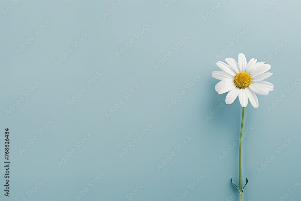 A lone daisy lays across a split pastel blue and pink background A lone daisy lays across a split pastel blue and pink background