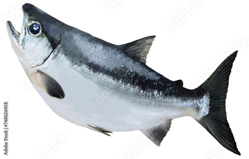 キラキラ大きな目にふっくら丸い鮭のポッチャリフォトレタッチ切り抜きイラスト。