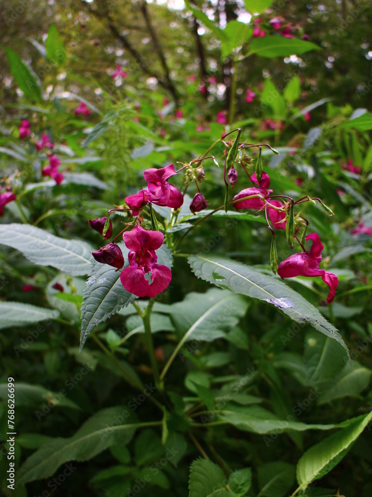 Obraz premium pink flowers summer forest macro