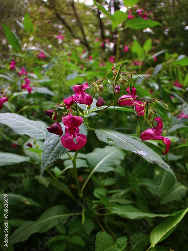 pink flowers summer forest macro