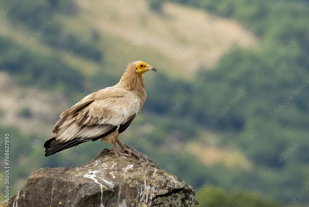 Egyptian vulture in natural habitat in Bulgaria Egyptian vulture in natural habitat in Bulgaria