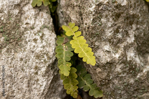 Common polypody fern (Polypodium vulgare) photo