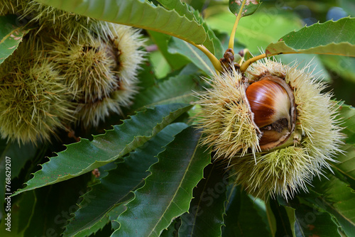 Chestnuts in hedgehogs hang from chestnut branches just before harvest, autumn season. Chestnuts forest on the Tuscany mountains. Italy.