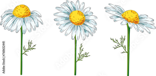 Chamomile flowers. Camomile medicinal plant, herbal medicine and natural ingredient for skincare beauty products. Color vector illustration
