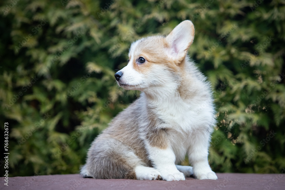 Obraz premium Welsh Corgi Pembroke puppy on a walk