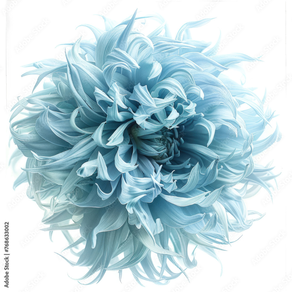 A beautiful light blue flower, isolated against a white backdrop, with its unique shaggy texture