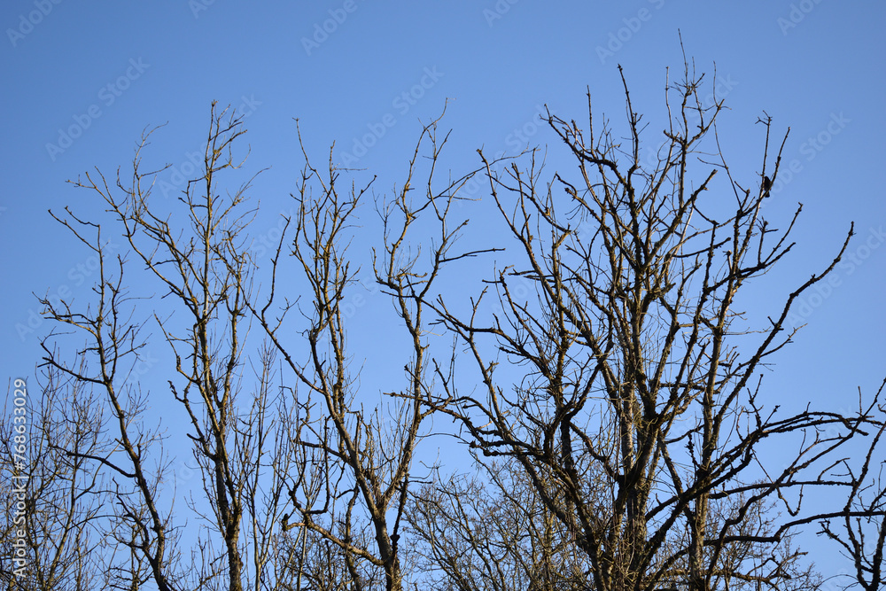 View of Leafless Tree and Branches against Blue Sky View of Leafless Tree and Branches against Blue Sky